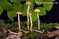 Leratiomyces squamosus-amf111